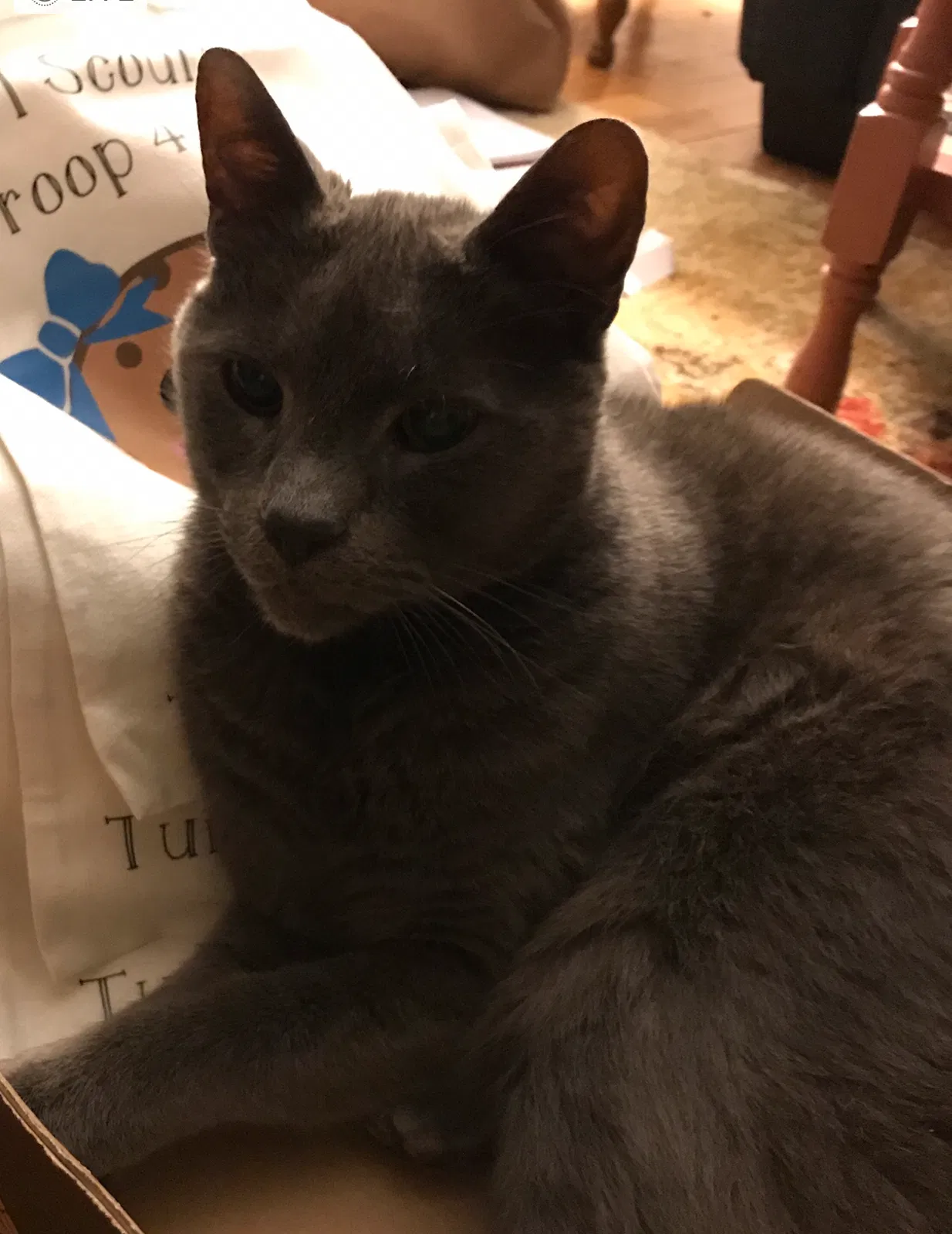 Lost cat in Tacoma, WA, 98407