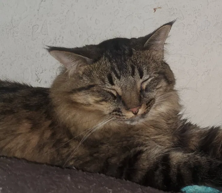 Lost cat in Saint Paul, MN, 55106