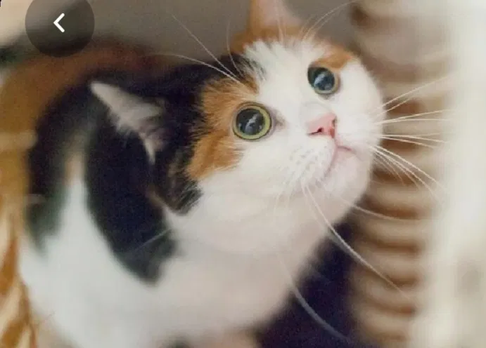 Lost cat in New Orleans, LA, 70117