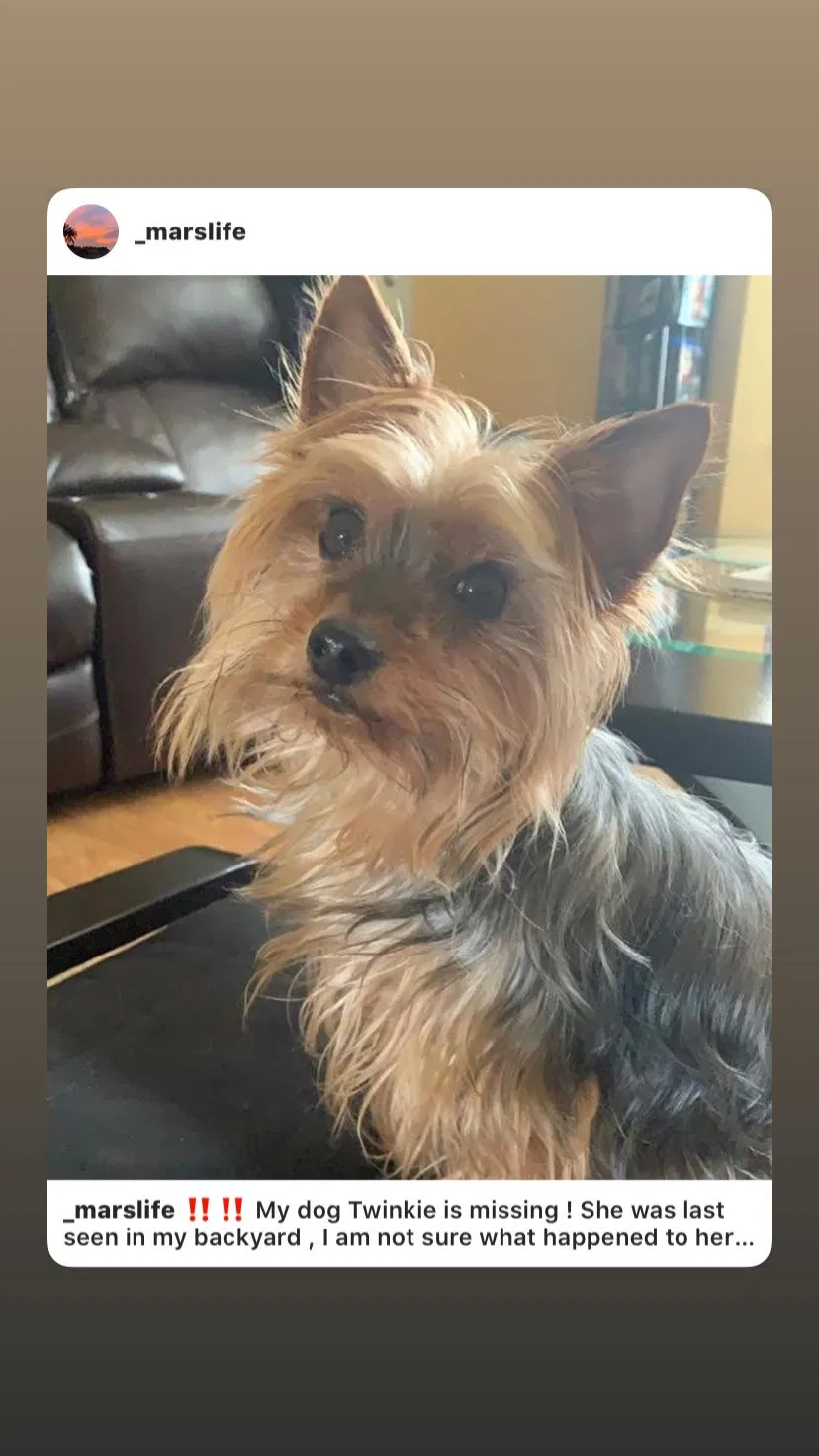 Lost dog in Portland, OR, 97203