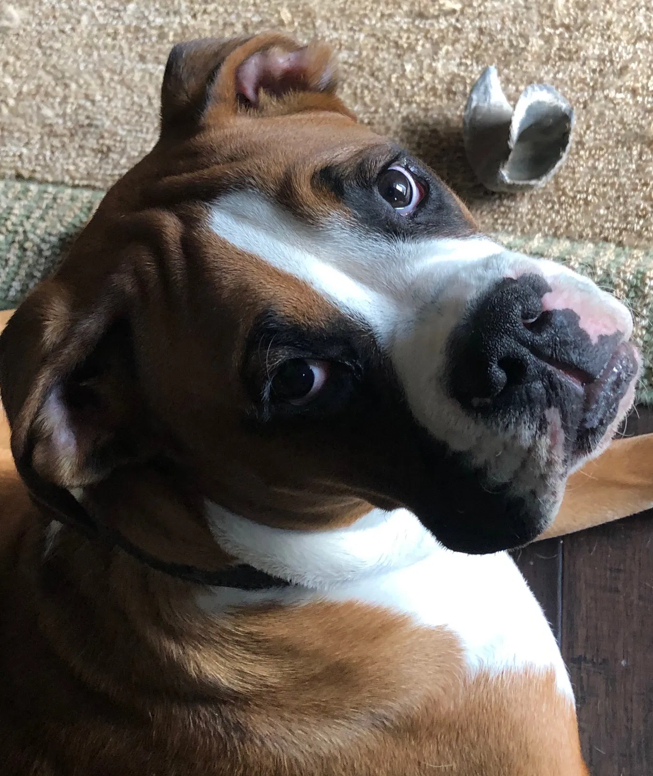 Lost dog in Walhonding, OH, 43843