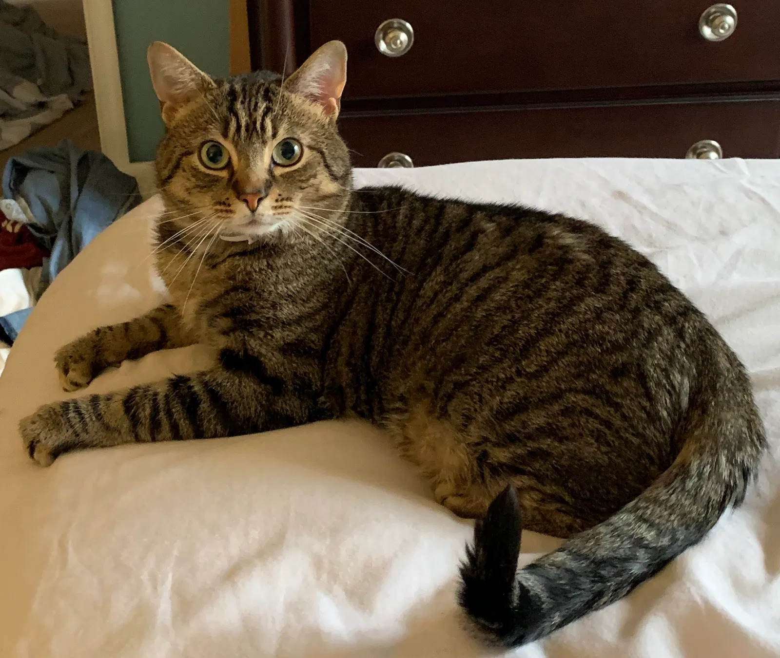 Lost cat in Hampstead, MD, 21074