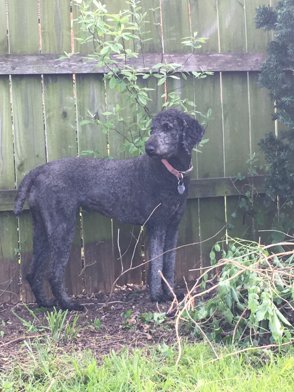 Lost dog in Tulsa, OK, 74120