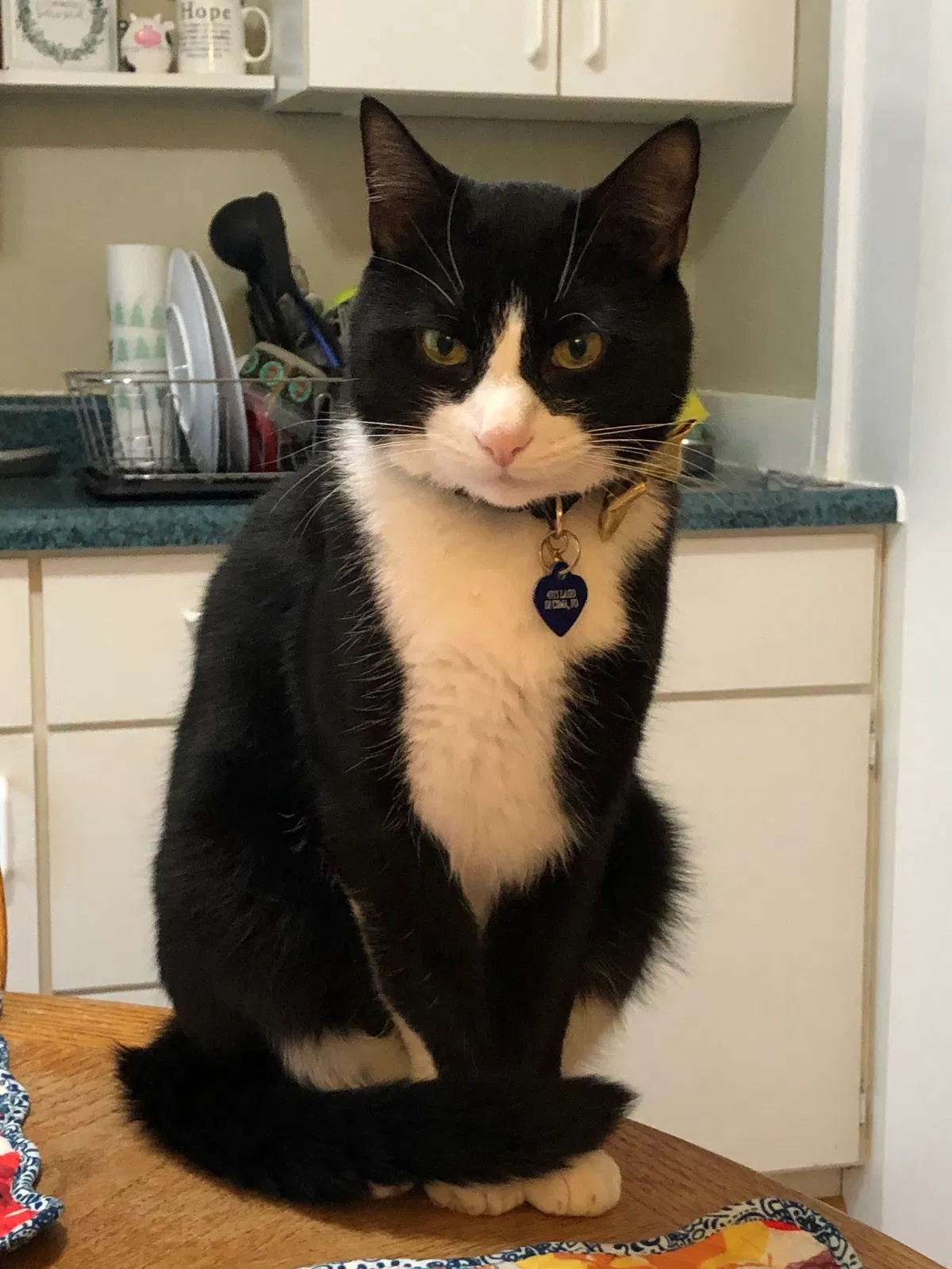 Lost cat in Carmichael, CA, 95608