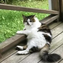 Lost cat in Leicester, MA, 1524