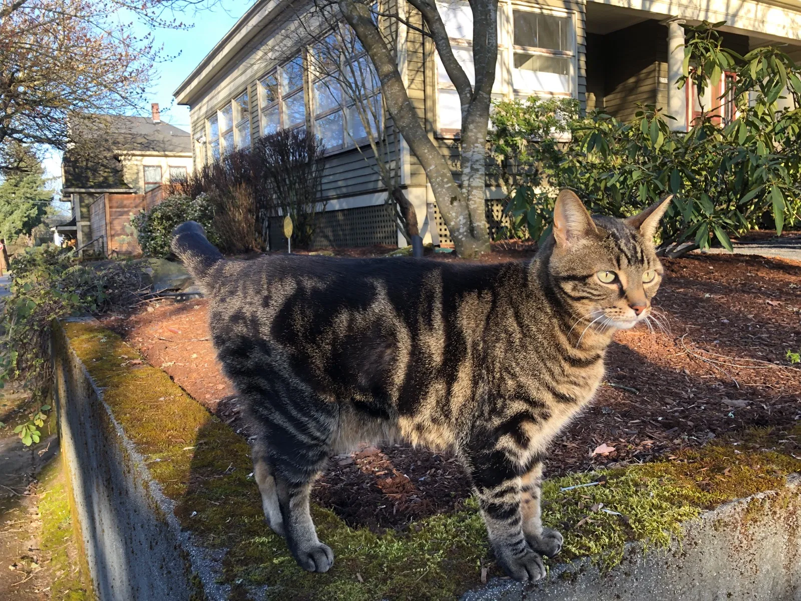 Lost cat in Portland, OR, 97219