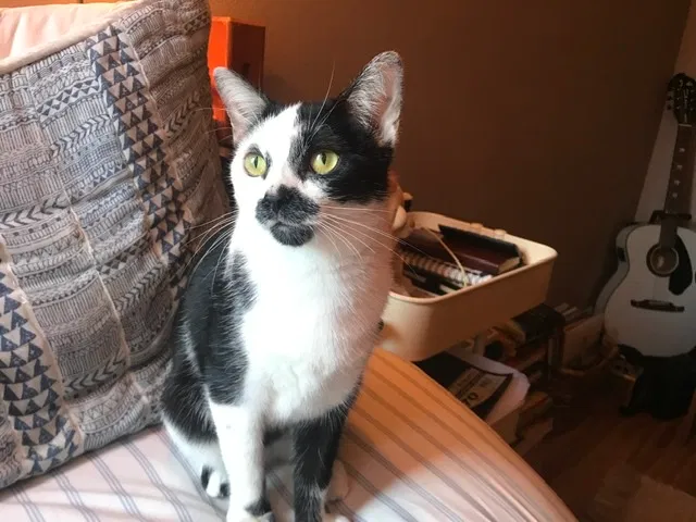 Lost cat in El Paso, TX, 79912