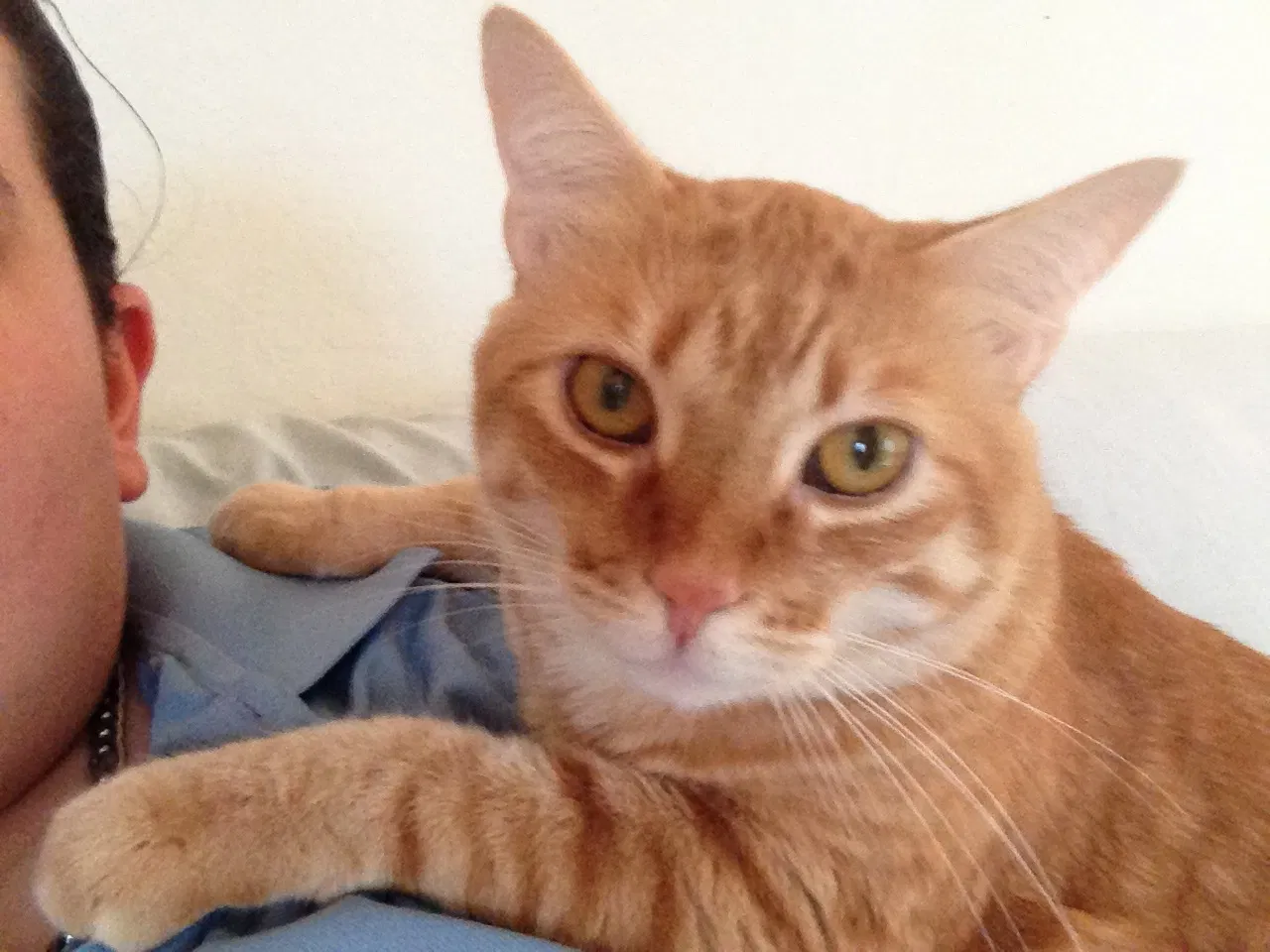 Lost cat in Stuart, FL, 34997