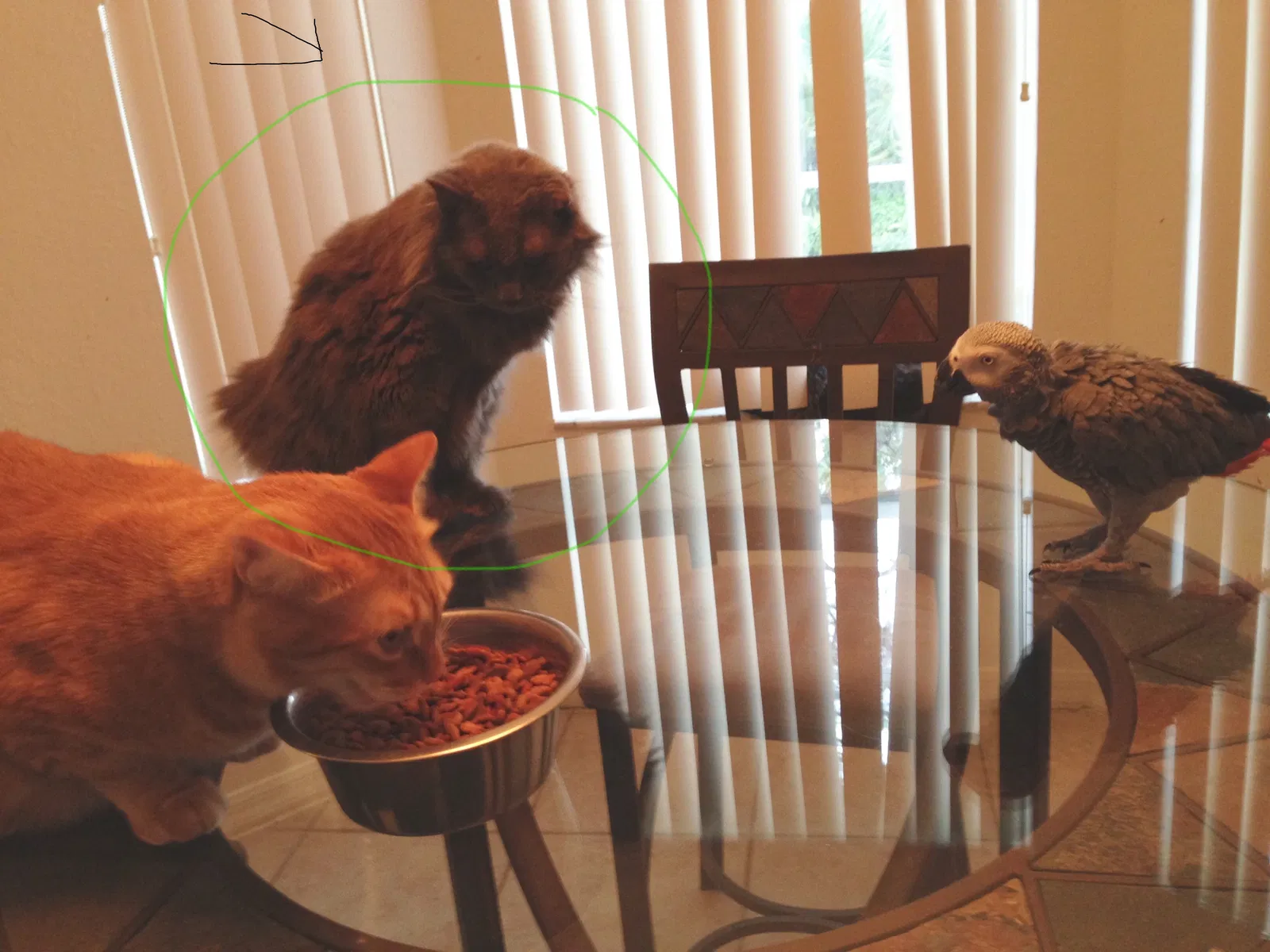 Lost cat in Stuart, FL, 34997