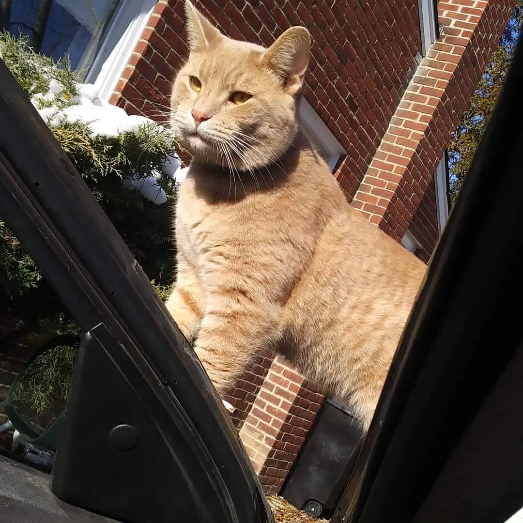 Lost cat in Westland, MI, 48185