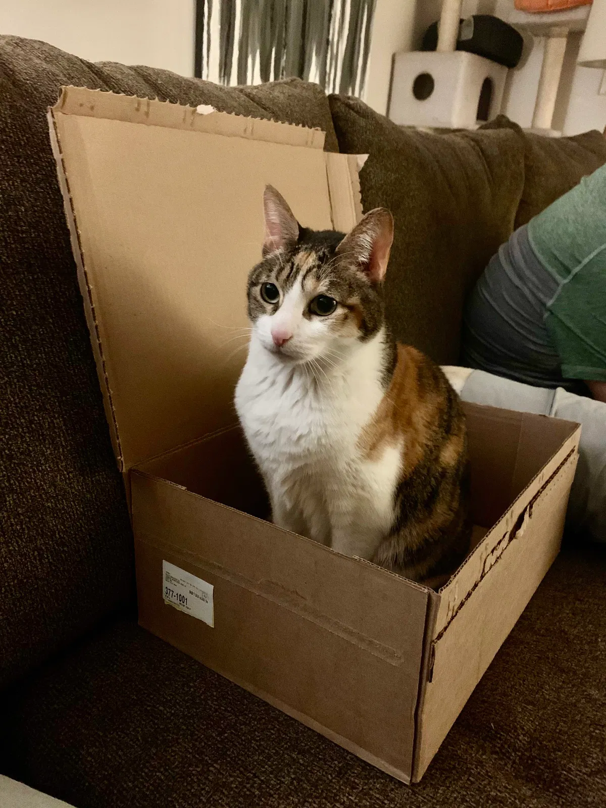Lost cat in Mountlake Terrace, WA, 98043