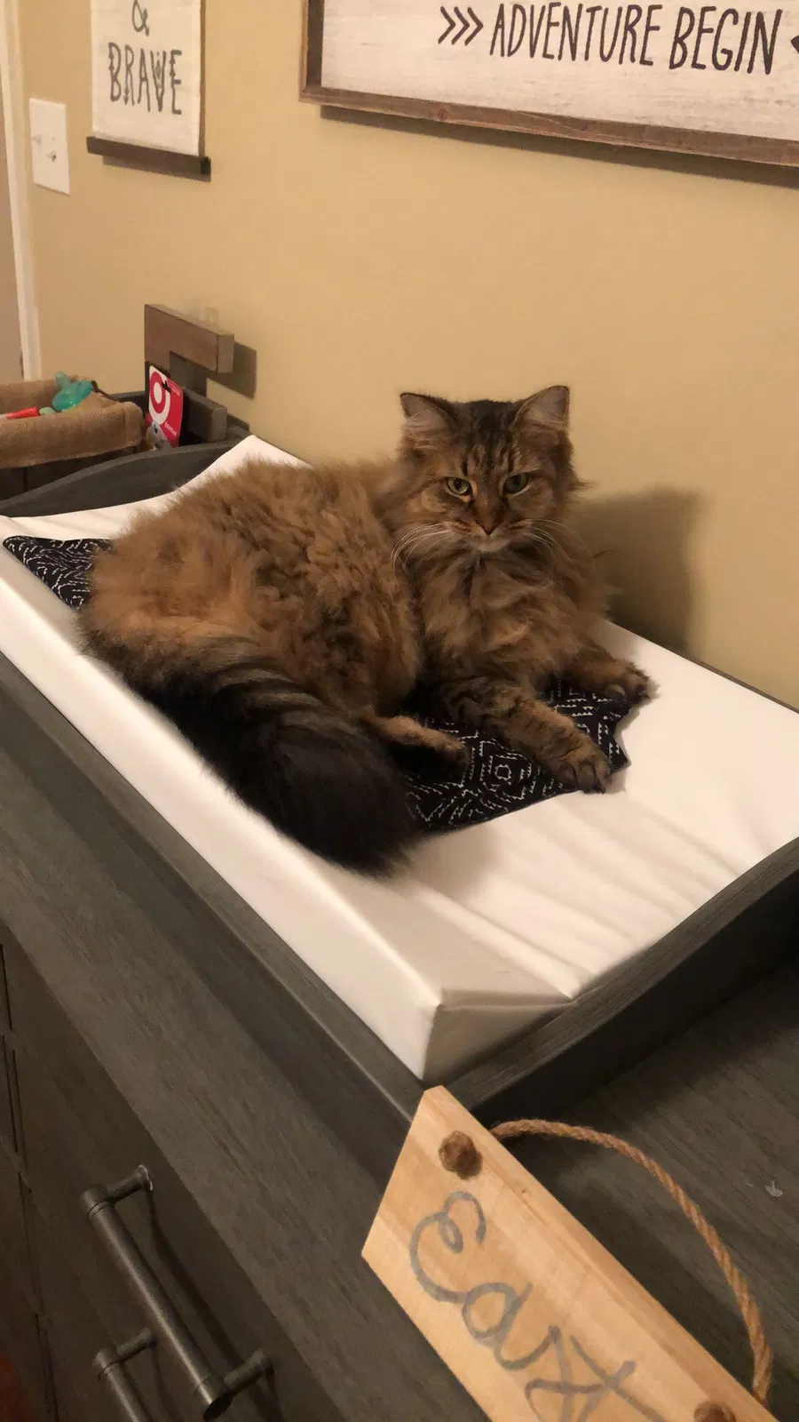 Lost cat in Tallahassee, FL, 32312