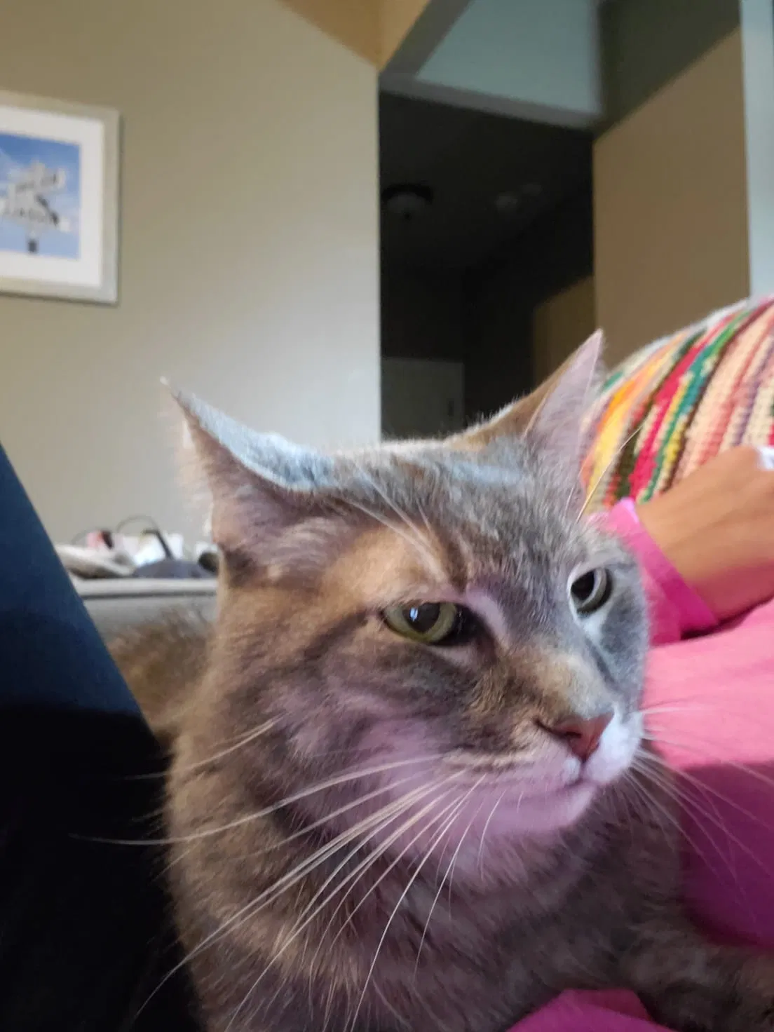 Lost cat in Edmond, OK, 73012