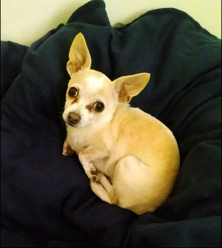 Lost dog in Baldwin Park, CA, 91706