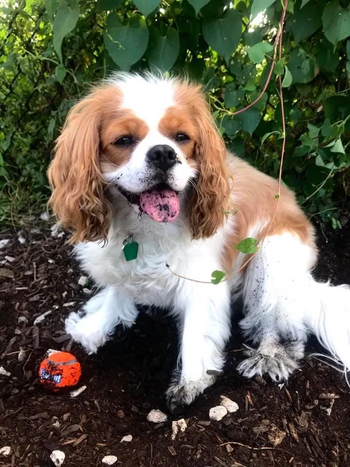 Lost dog in Milwaukee, WI, 53204