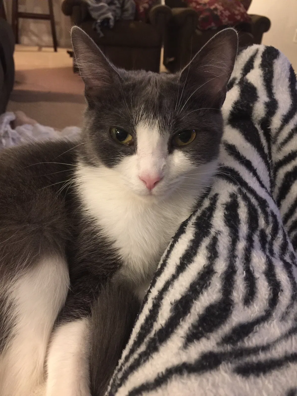 Lost cat in Olney, MD, 20832