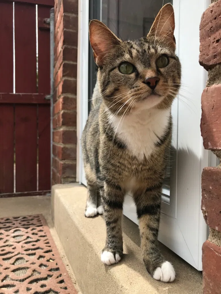 Lost cat in Lexington, KY, 40504