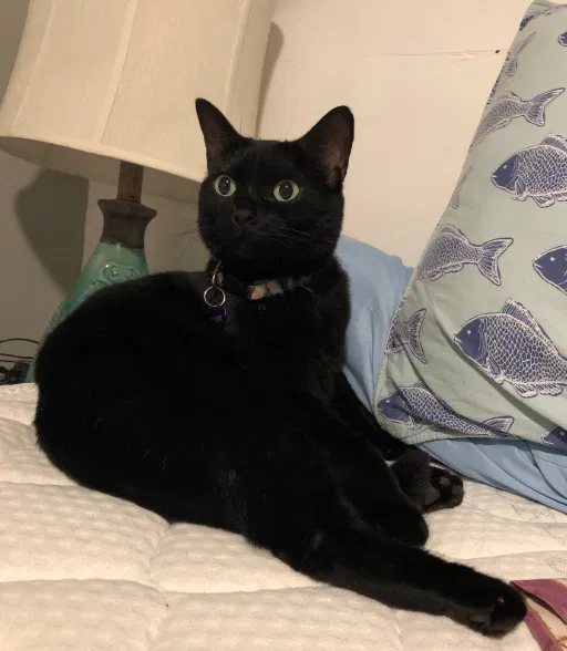 Lost cat in Saulsbury, TN, 38067