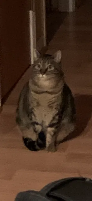 Lost cat in Vacaville, CA, 95687