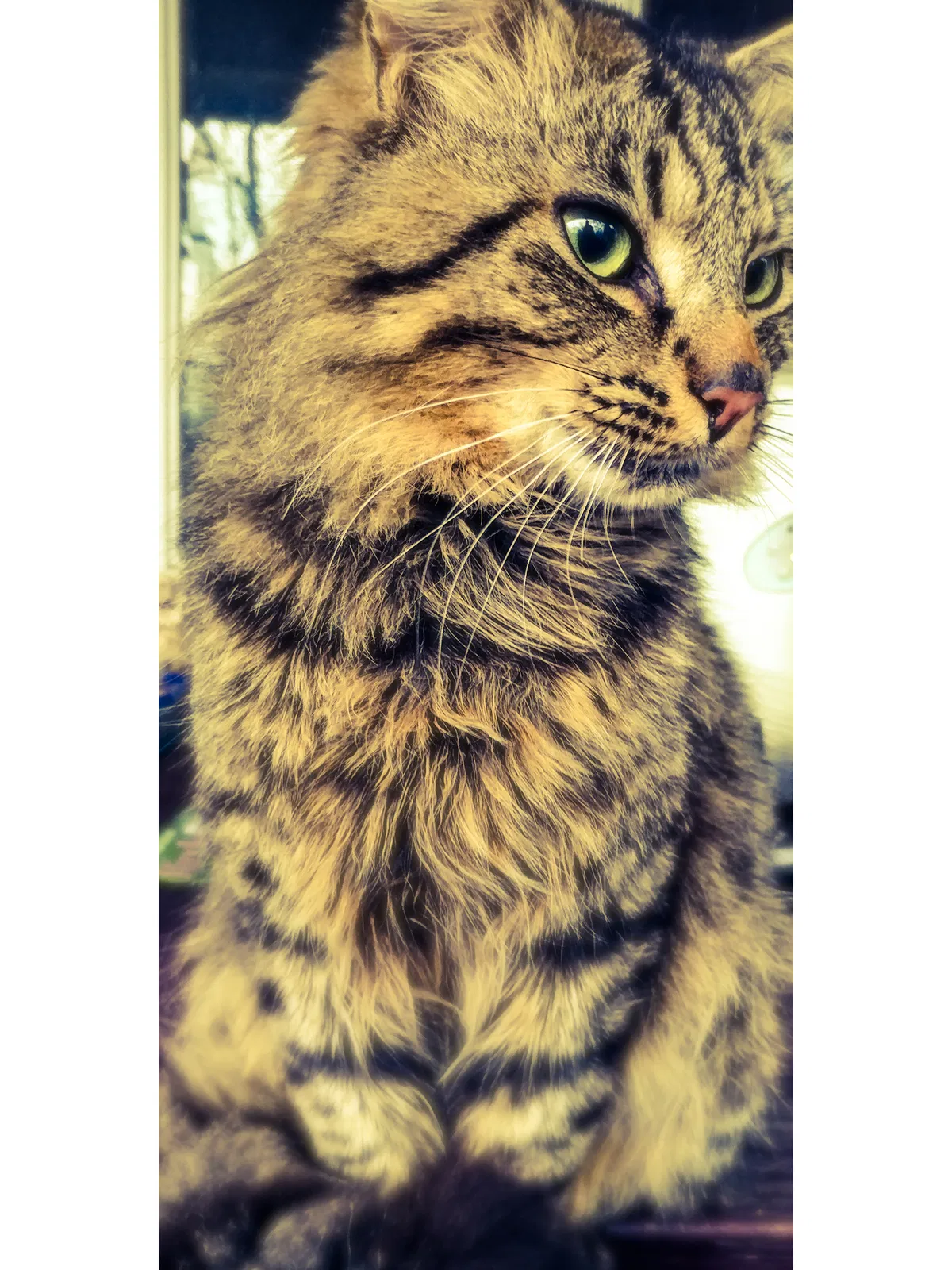 Lost cat in Pottstown, PA, 19465