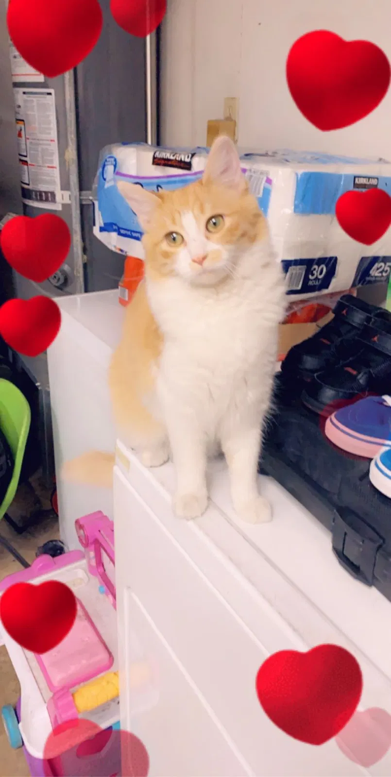 Lost cat in Modesto, CA, 95350