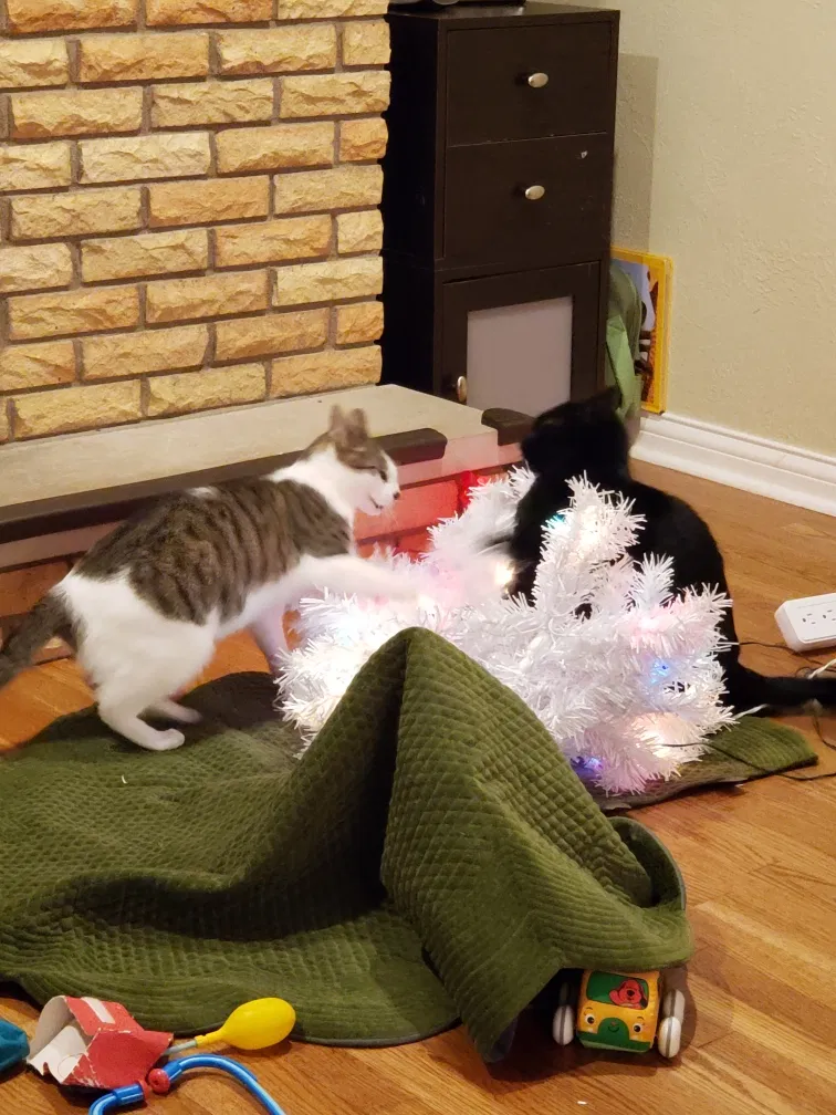Lost cat in Morton, IL, 61550
