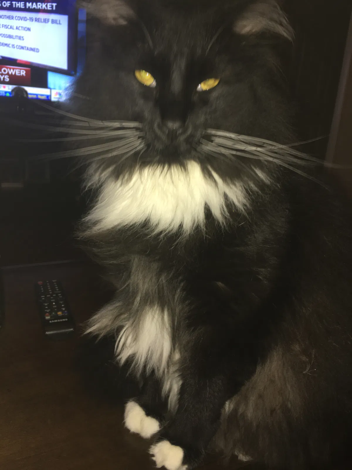 Lost cat in East Moline, IL, 61244