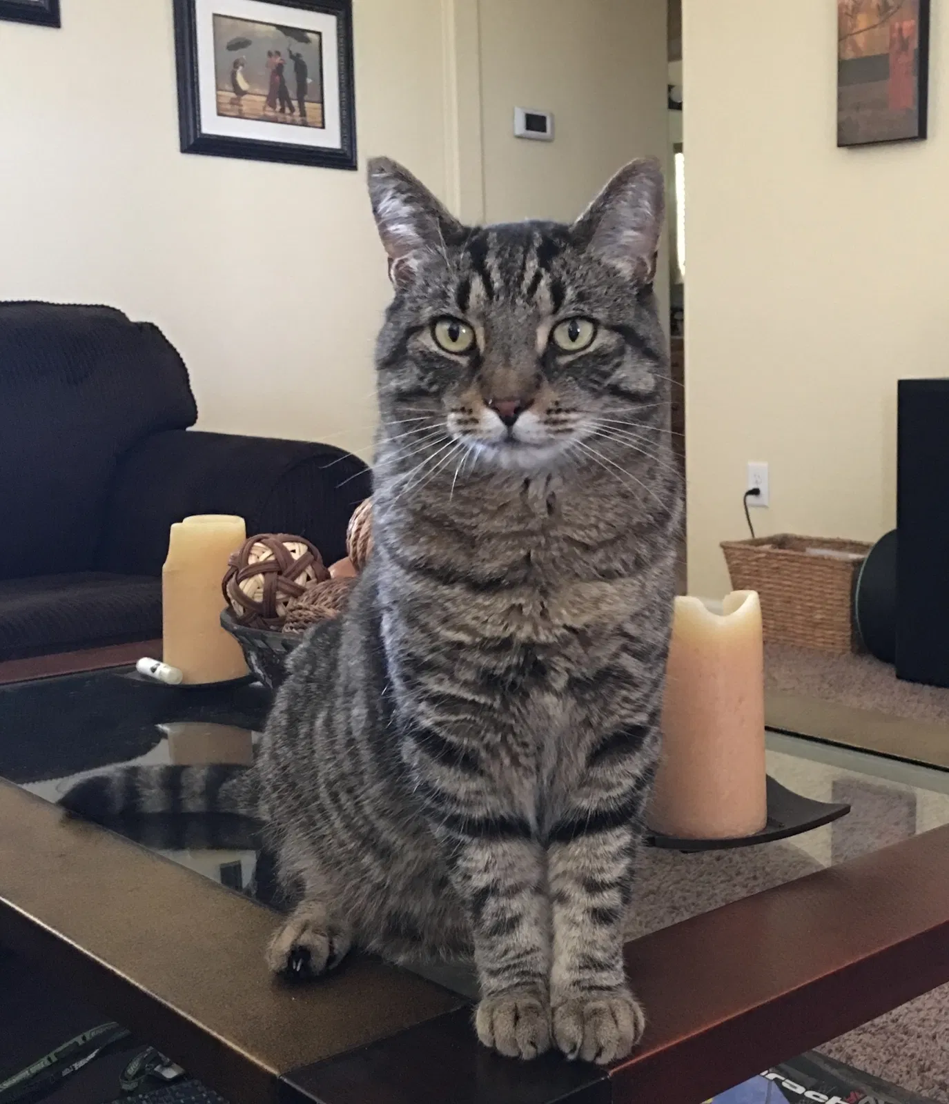 Lost cat in Longmont, CO, 80504