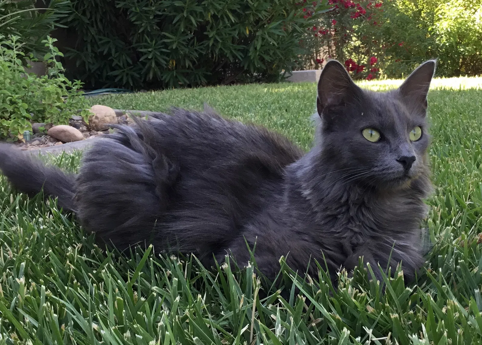 Lost cat in Saint George, UT, 84790