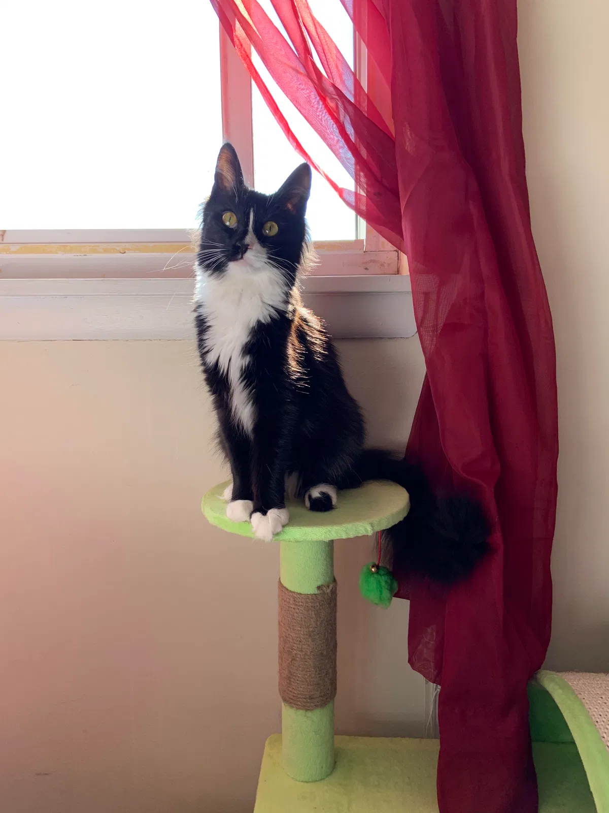 Lost cat in Branford, CT, 6405