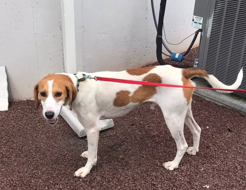 Lost dog in Monroe Township, NJ, 8831
