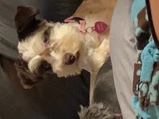 Lost dog in College Station, TX, 77845