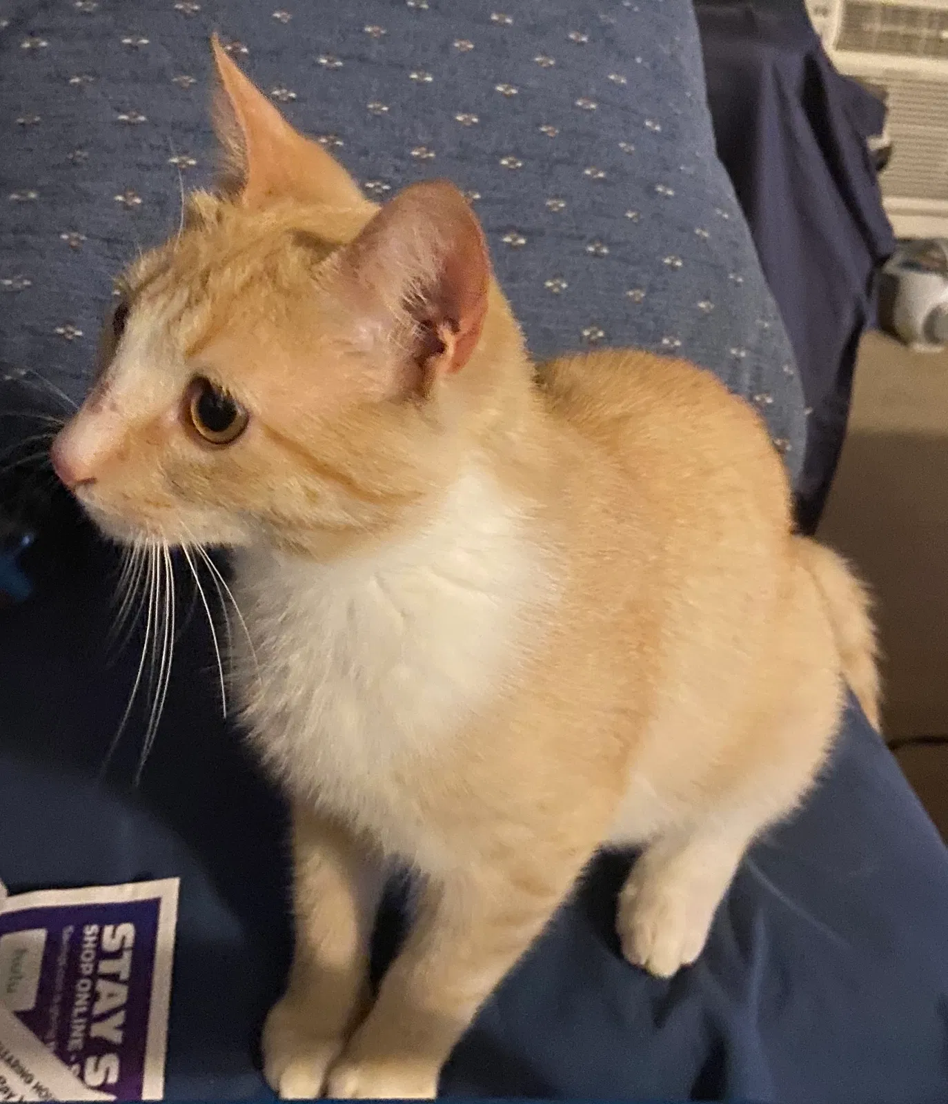 Lost cat in Port Jefferson, NY, 11777