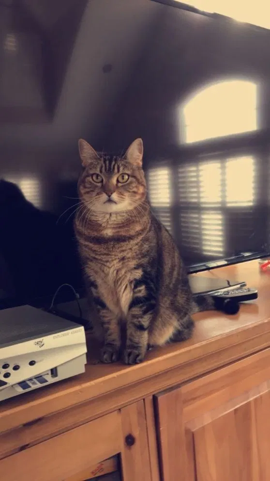 Lost cat in Northport, NY, 11768