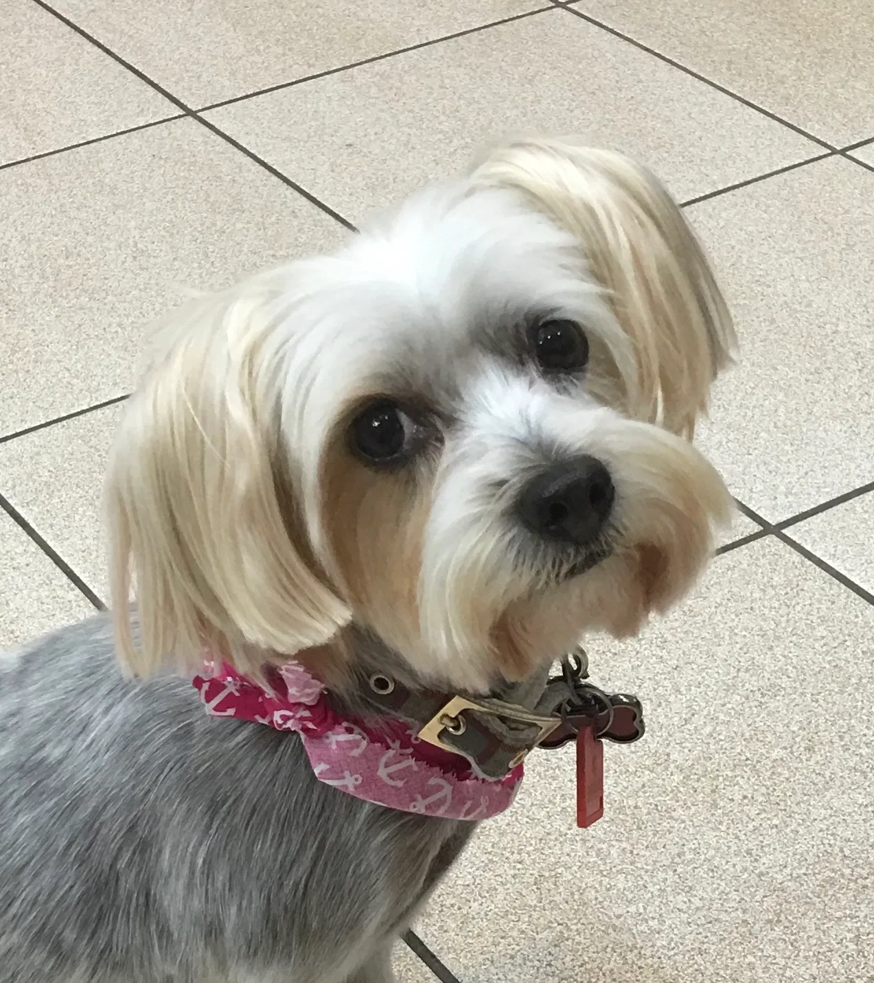 Lost dog in Melbourne, FL, 32904