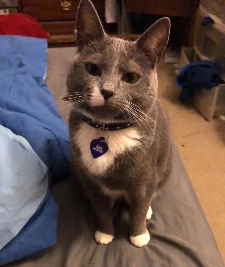 Lost cat in Roanoke, VA, 24015