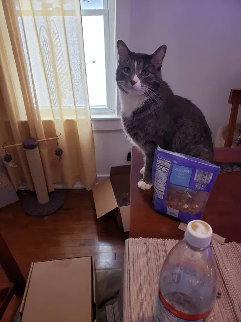 Lost cat in Rochester, NY, 14617
