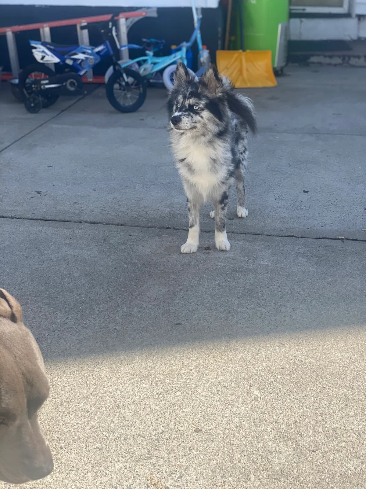 Lost dog in South Ozone Park, NY, 11420