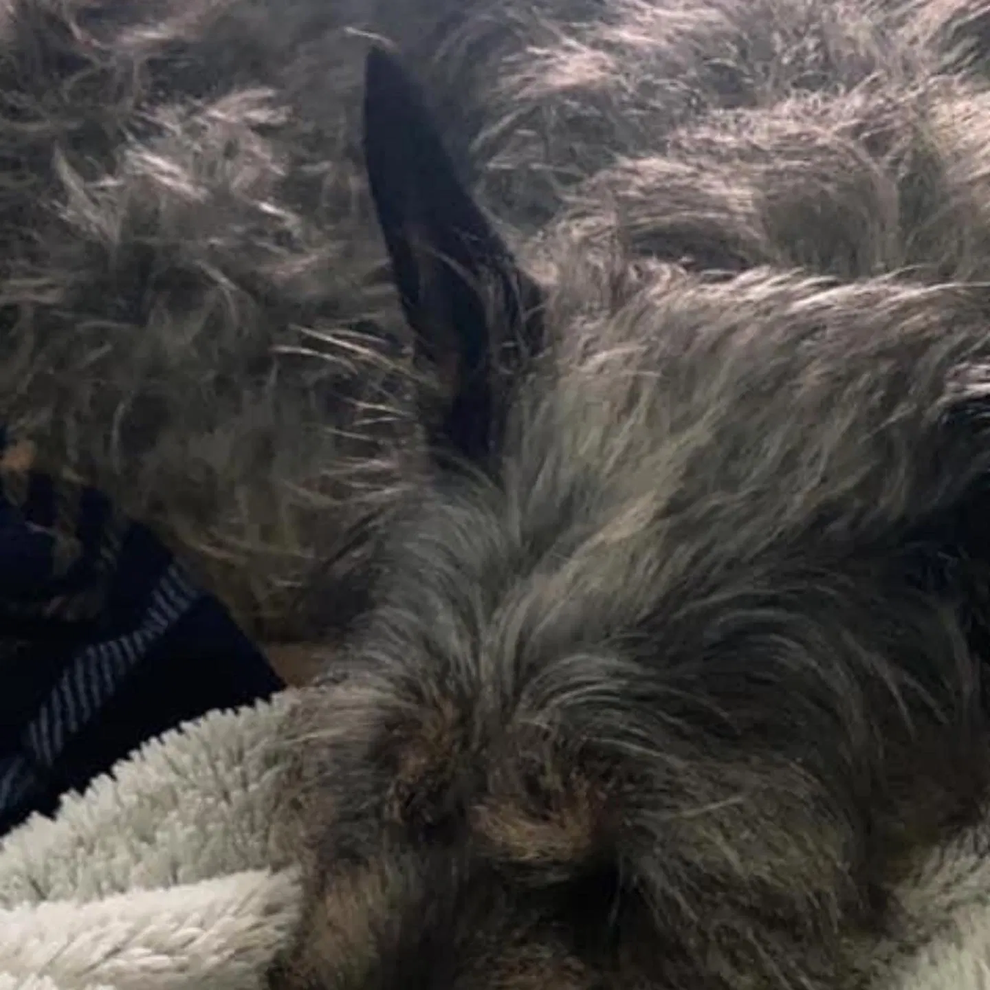 Lost dog in Detroit, MI, 48226