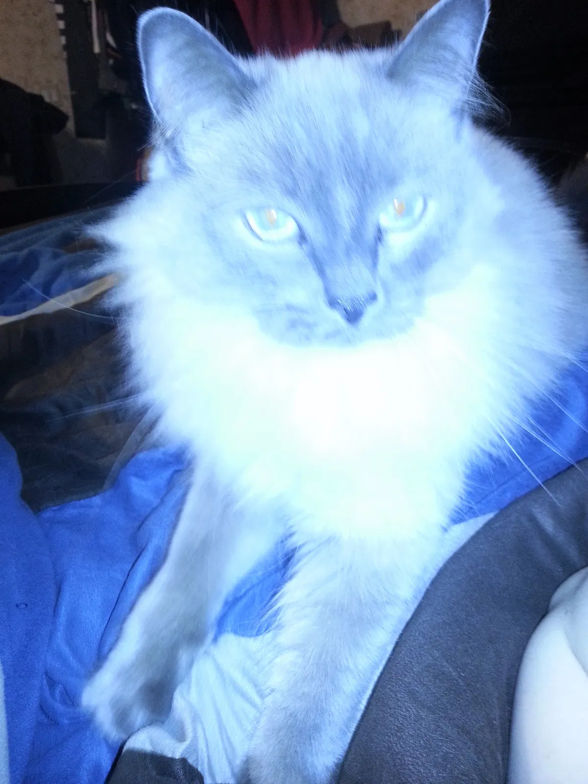 Lost cat in Carlsbad, CA, 92011