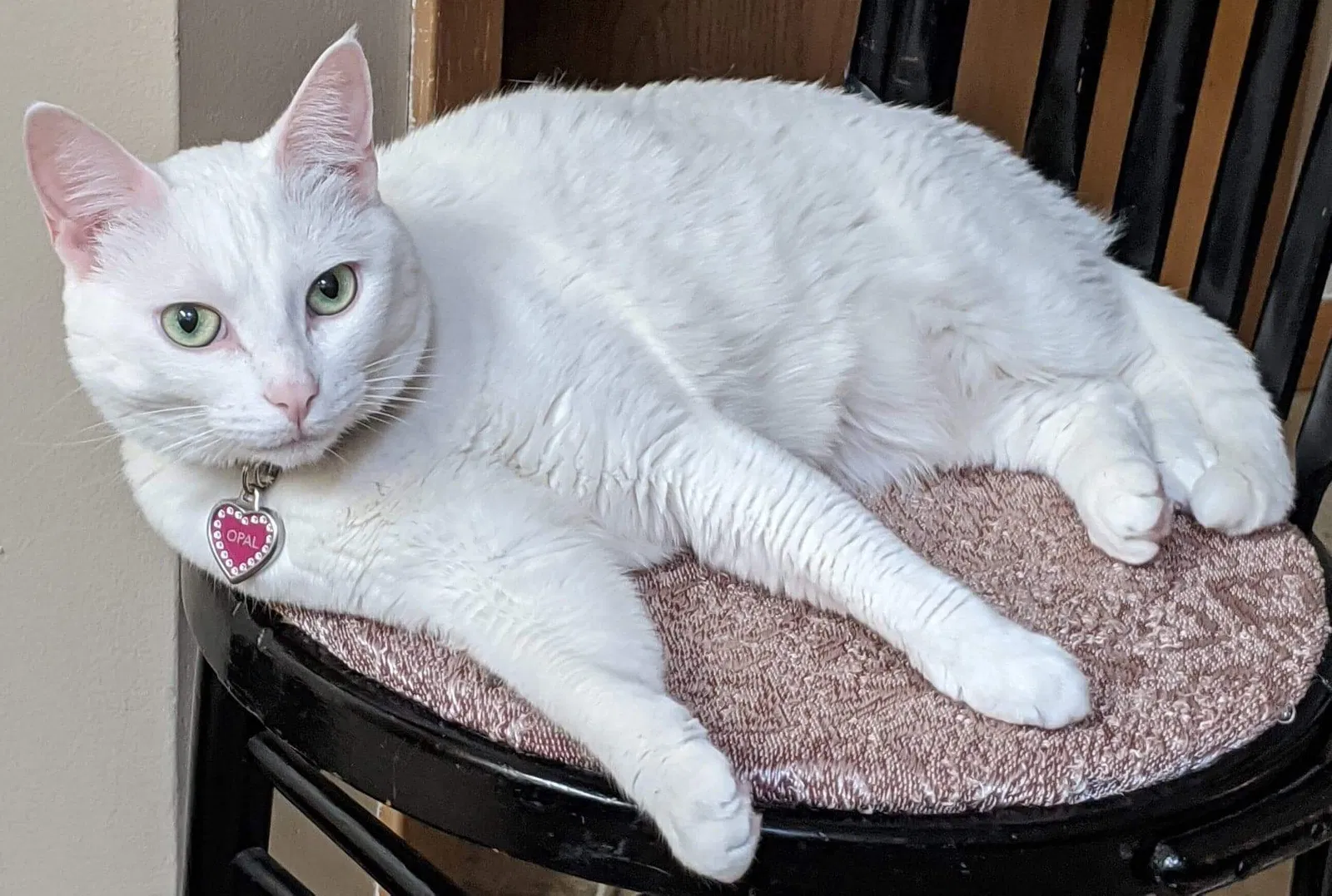 Lost cat in Chicago, IL, 60609