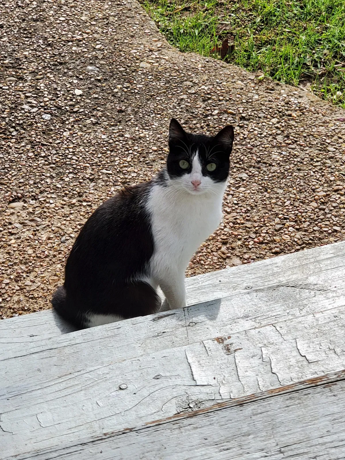 Lost cat in Houston, TX, 77075