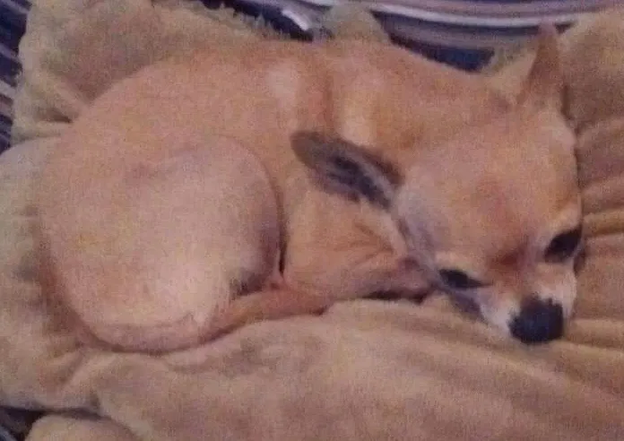 Lost dog in Grand Rapids, MI, 49507
