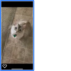 Lost cat in Altamonte Springs, FL, 32714