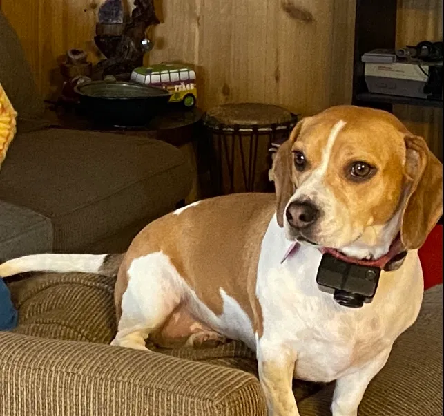 Lost dog in Battle Creek, MI, 49014