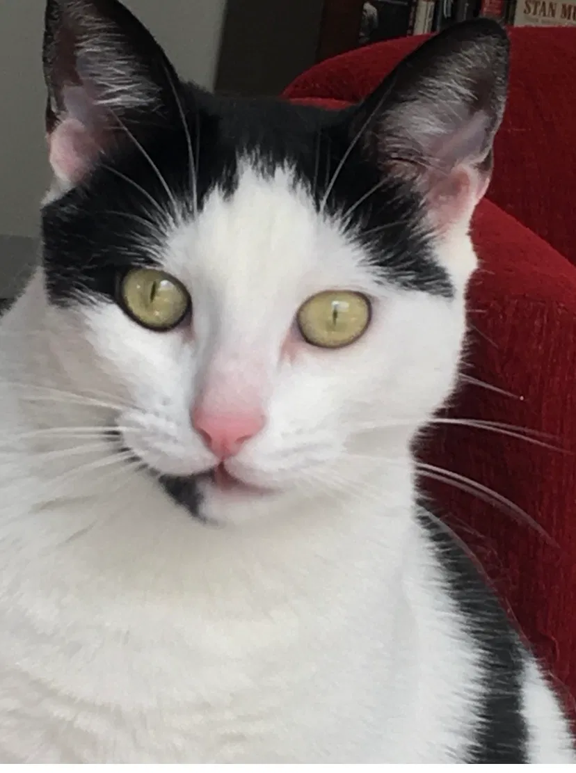 Lost cat in Mission Viejo, CA, 92691