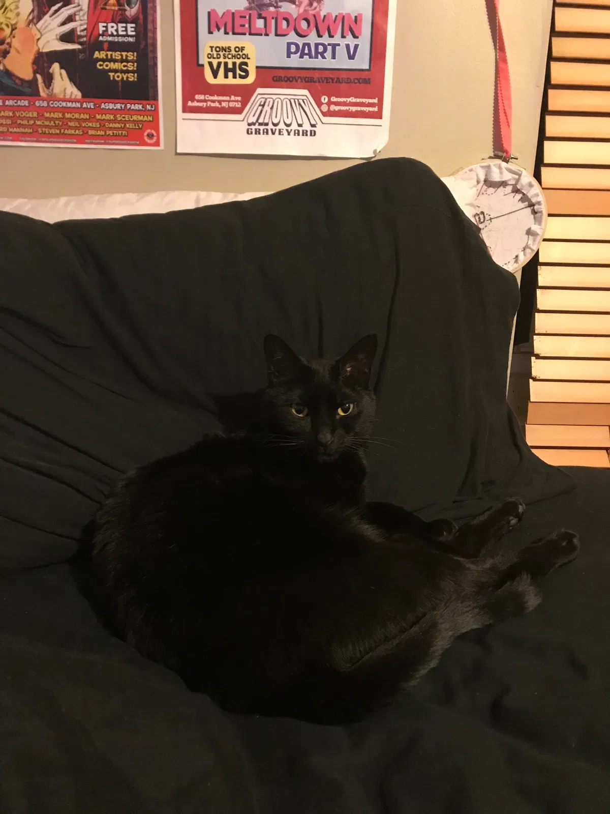 Lost cat in Shrewsbury, NJ, 7702