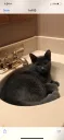 Lost cat in Sterling Heights, MI, 48313