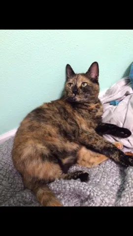 Lost cat in Highland, IN, 46322