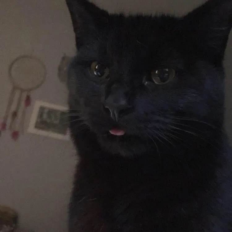 Lost cat in Columbia, SC, 29212